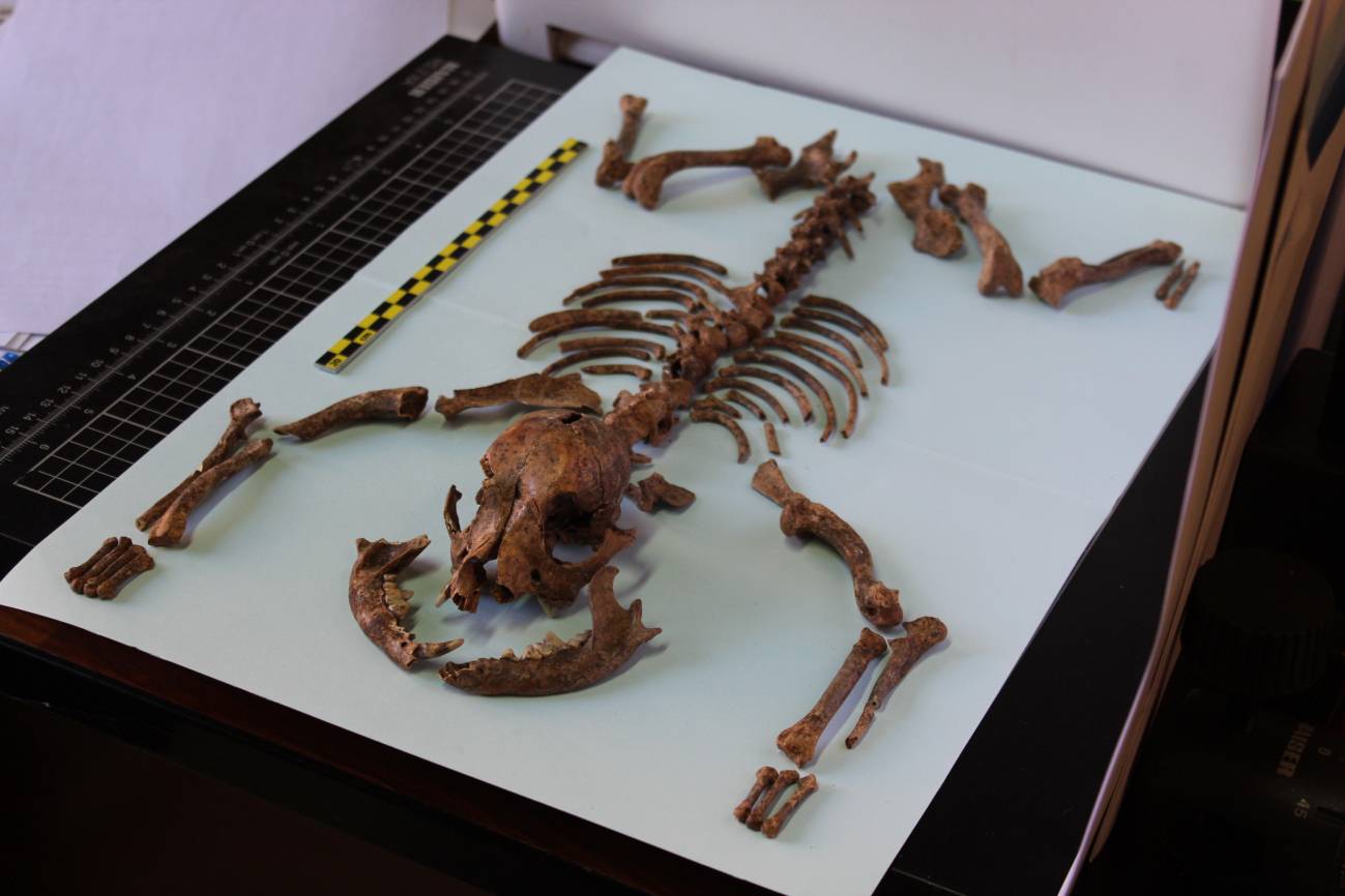 Esqueleto del perro hallado en la necrópolis romana
