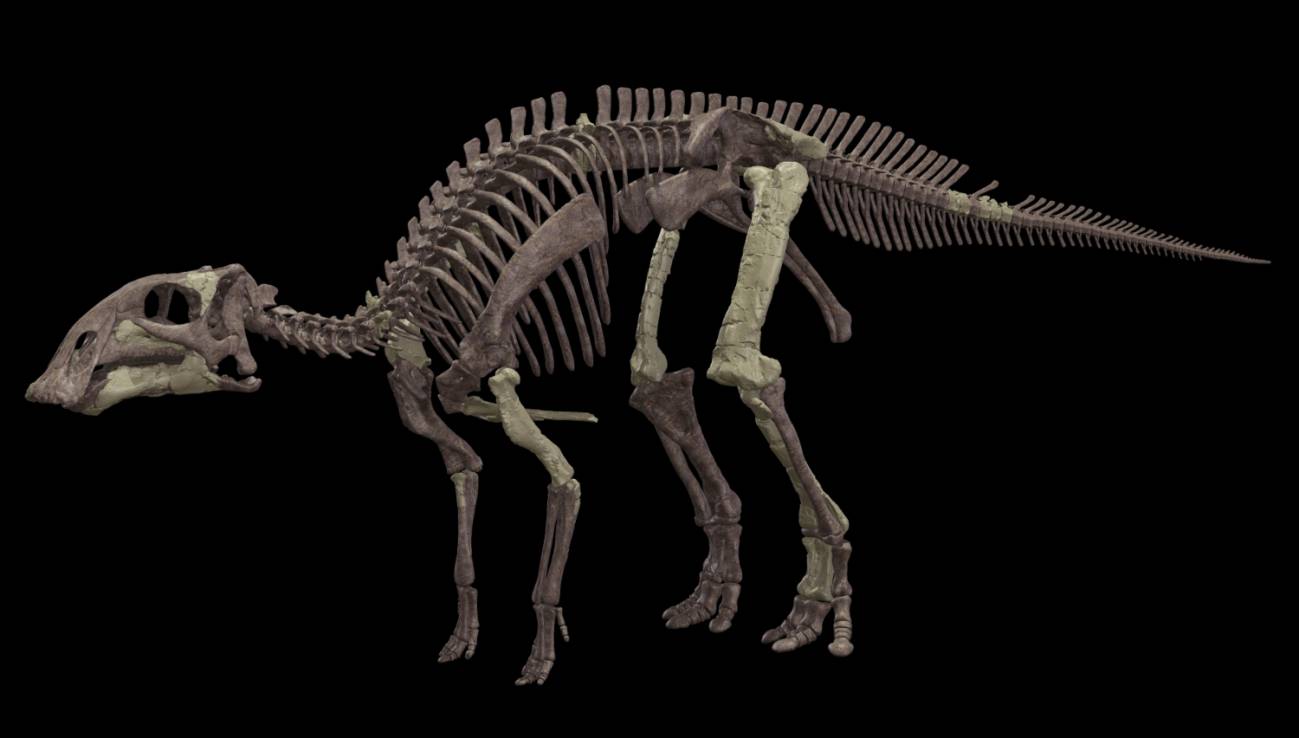 Reconstrucción de un esqueleto de Gonkoken nanoi