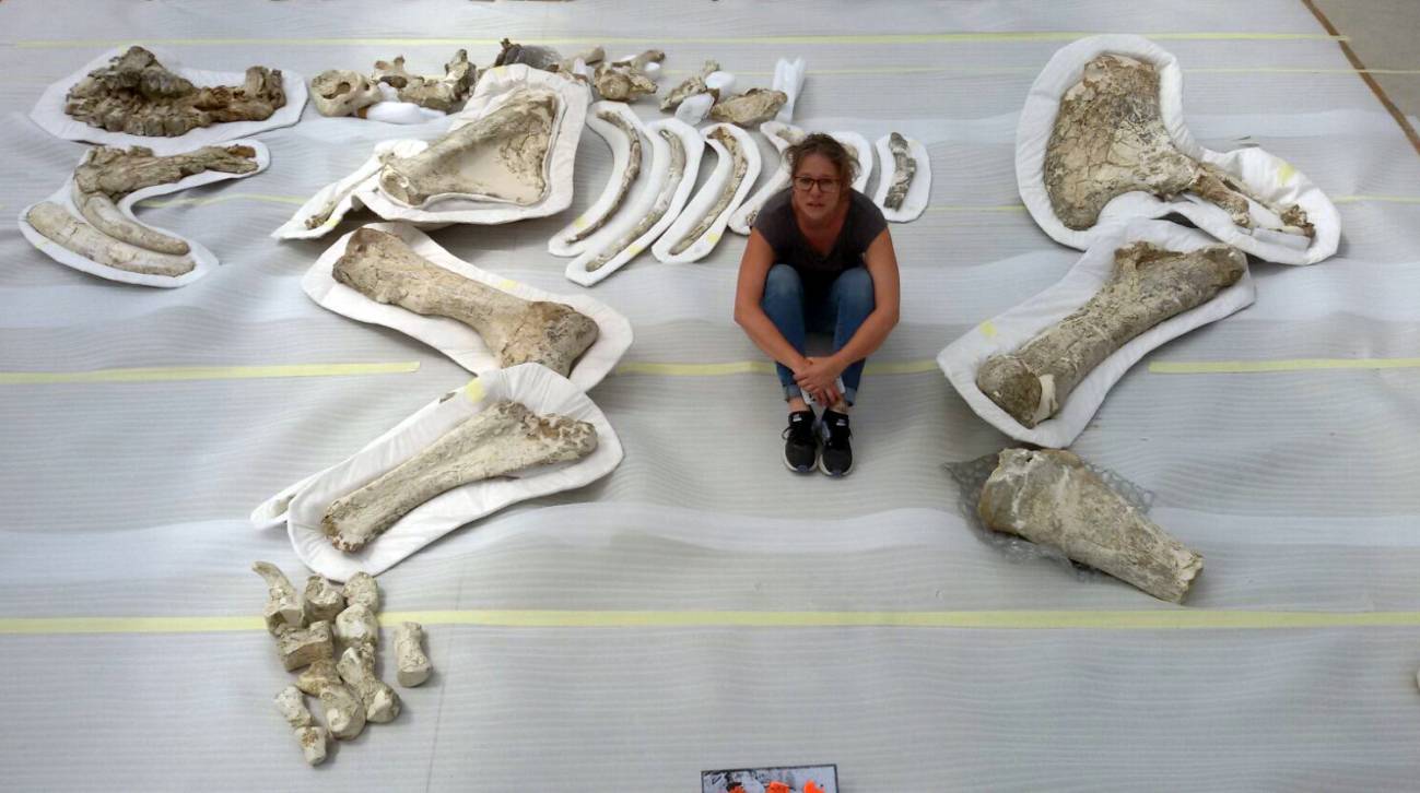 Esqueleto parcial de dinoterio