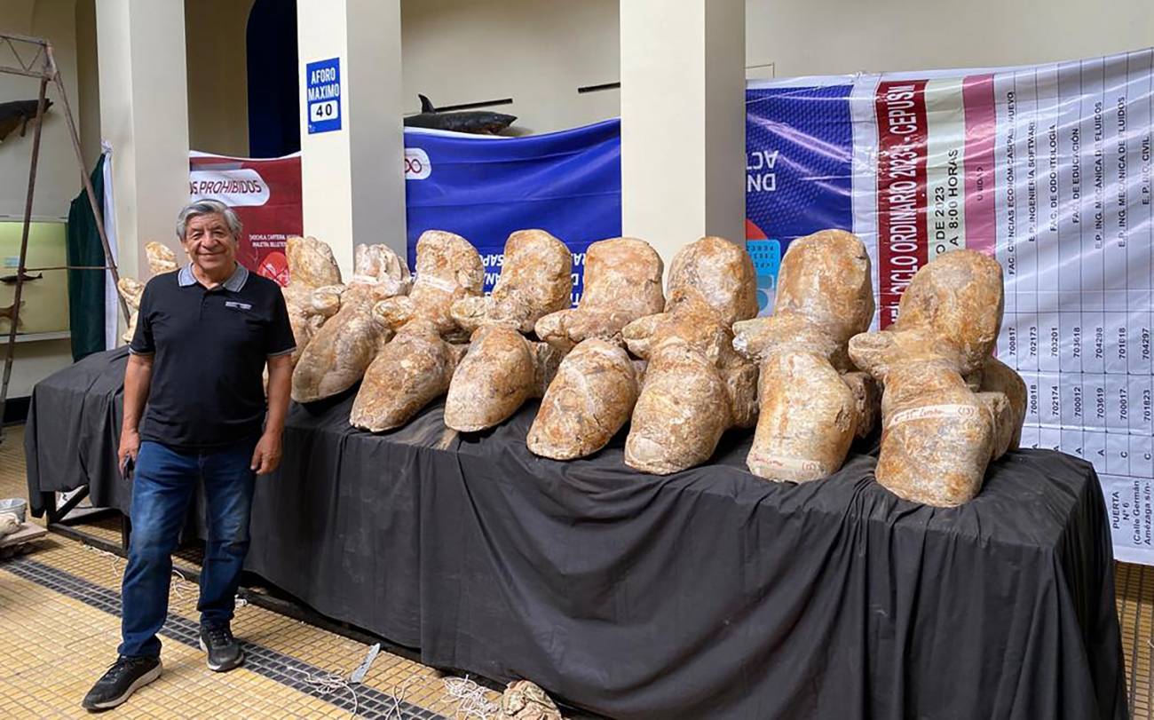 Uno de los investigadores posa con los fósiles para la exhibición organizada en el Museo de Historia Natural de Lima