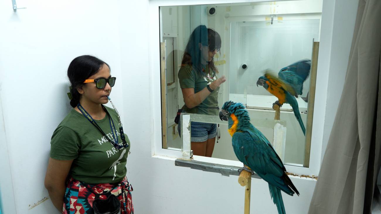 Demostración de una prueba de alas. / © LoroParque, Adrián Azcárate
