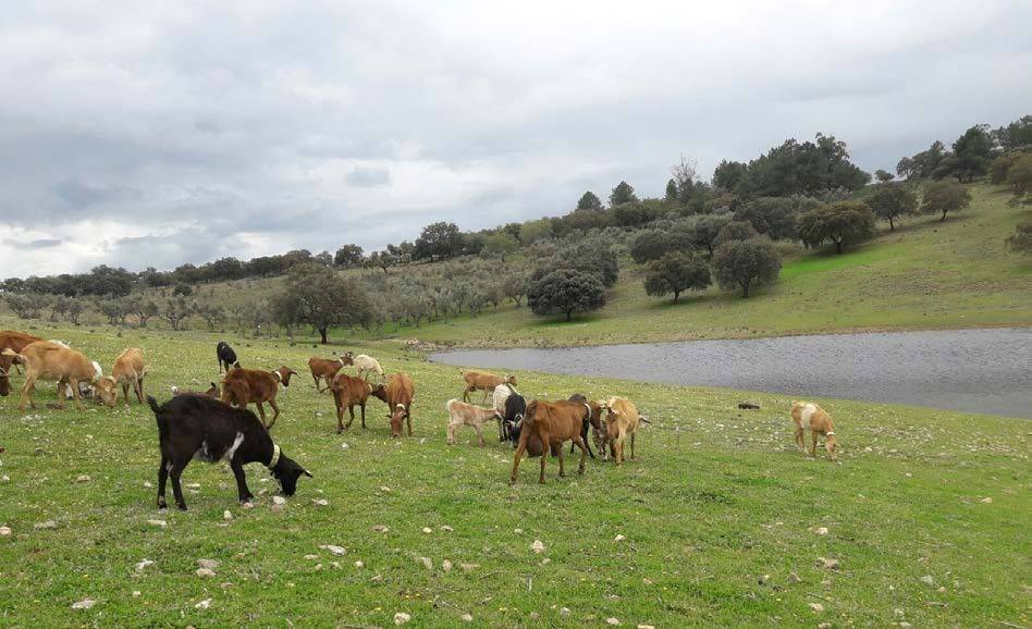 sierra mosca ganaderia