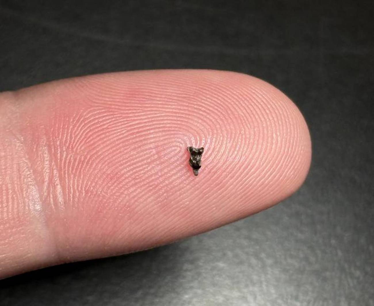 Los minúsculos fósiles que se han descubierto de 'Purgatorius', el pariente más antiguo que se conoce de todos los primates . En la imagen un molar superior de 'Purgatorius'. / Stephen Chester