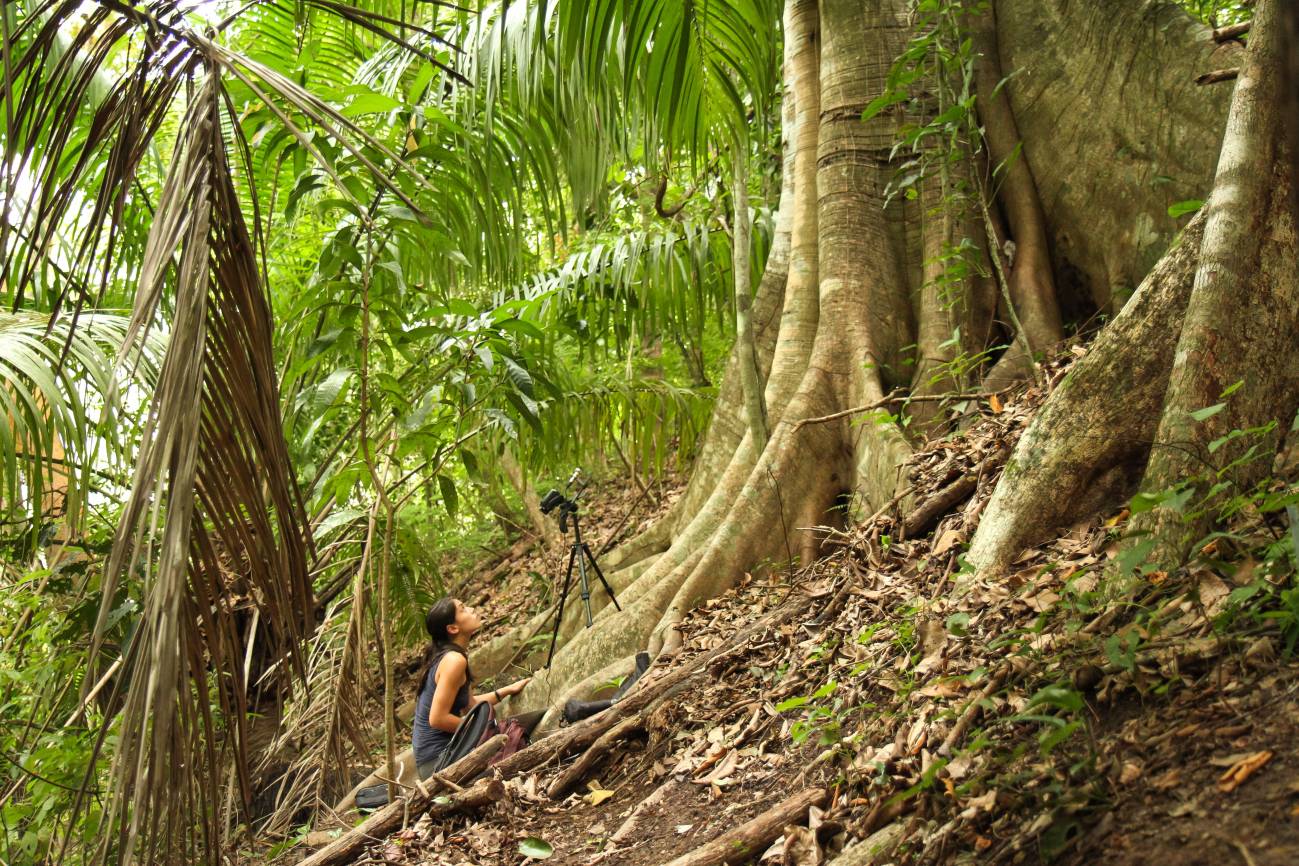 A.A. Fernández grabando el balbuceo de las crías salvajes de Saccopteryx bilineata en su refugio diurno en Costa Rica./ Michael Stifter