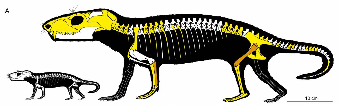Representación de un ejemplar neonato y otro adulto de Chiniquodon theotonicus. Huesos recuperados (amarillo) y analizados histológicamente (naranja) del espécimen CRILAR PV109, el individuo utilizado en este estudio. /Gaetano et al., 2026