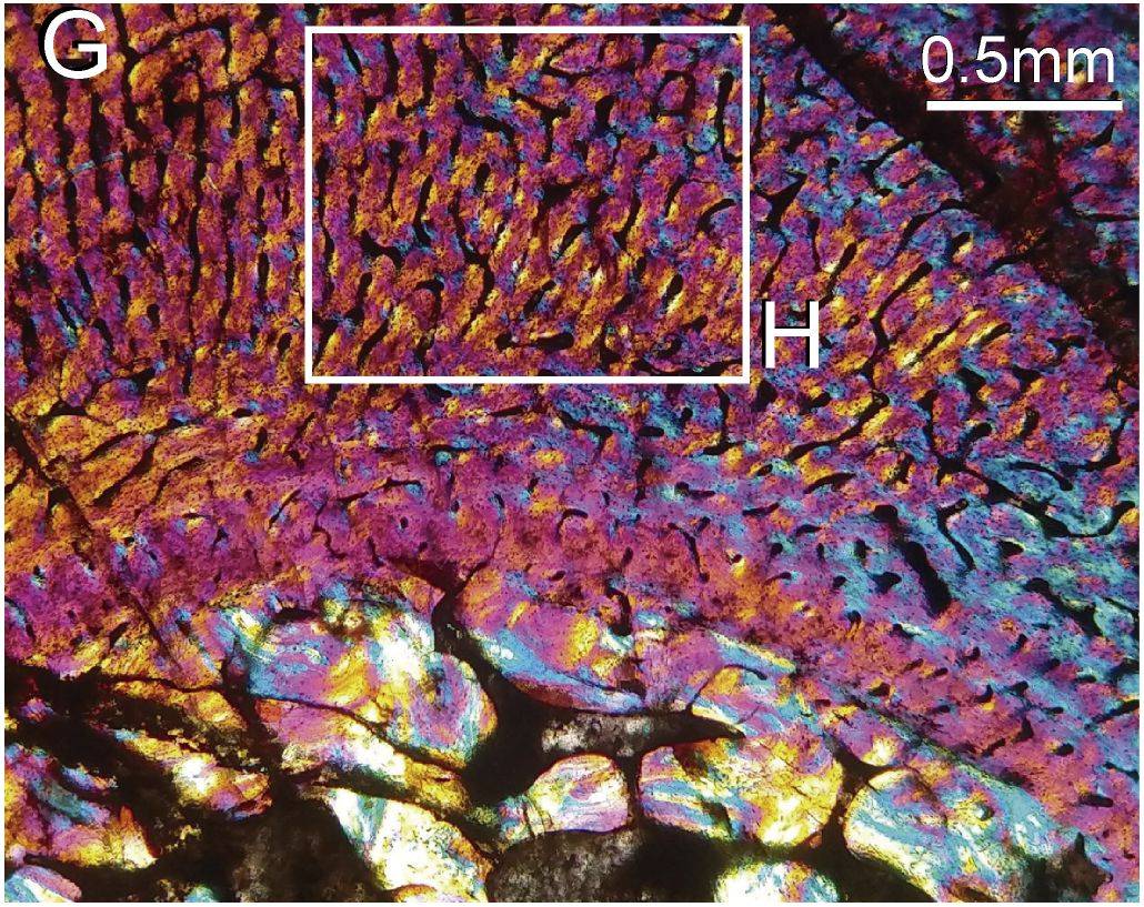 La línea neonatal en Chiniquodon. / Gaetano et al., 2026.
