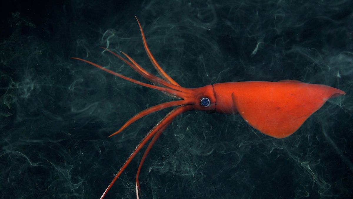 Un calamar (Mastigoteuthis) raramente visto, documentado a 1105 metros de profundidad tras entintarse en el monte submarino 17 en la dorsal de Nazca. / ROV SuBastian / Schmidt Ocean Institute