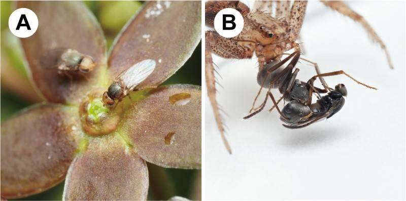 La mosca de la hierba visitando las flores y la araña cazando hormigas.