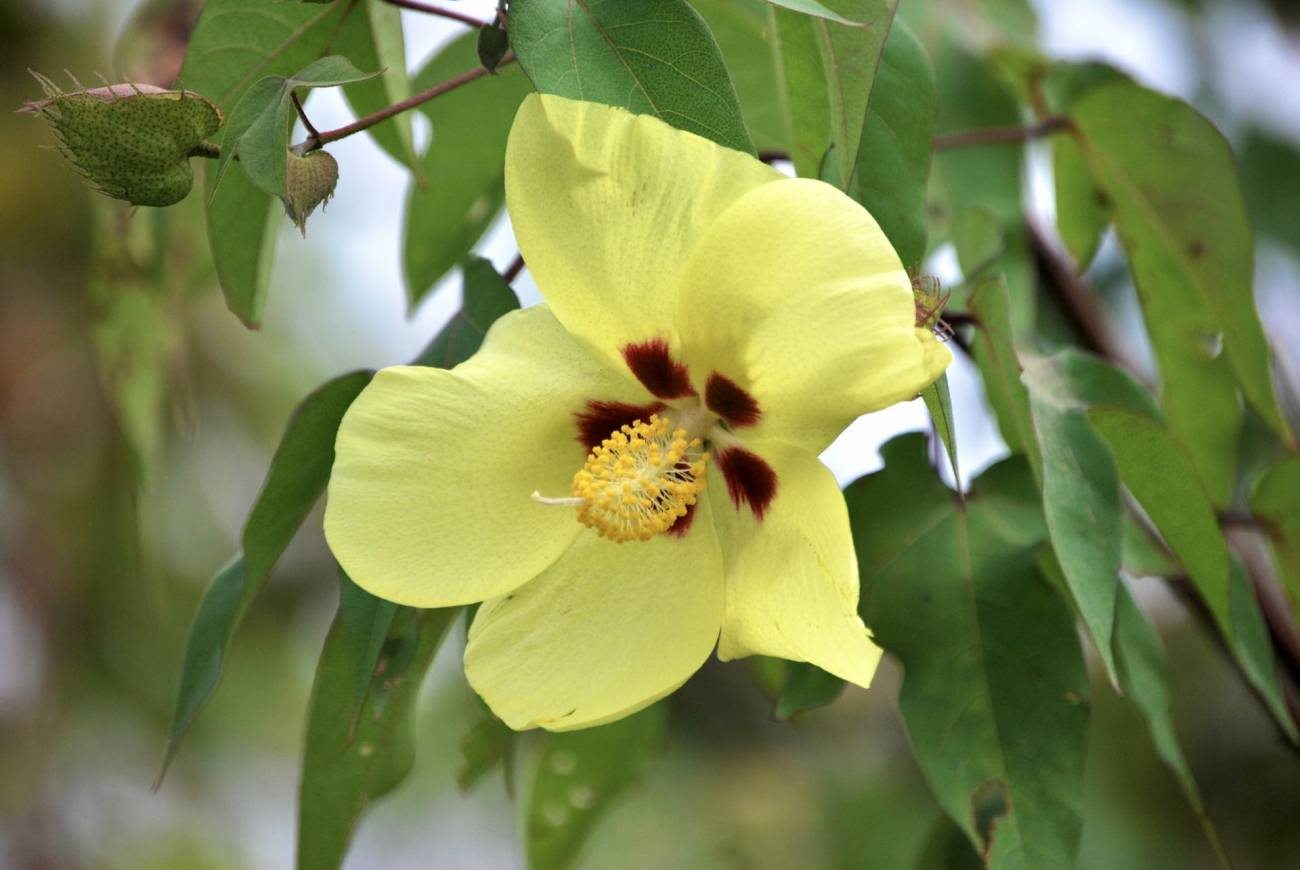 Flor del algodón de Darwin (gossypium darwinii), el 2 de julio de 2023, en el cerro Tijeretas de la isla San Cristóbal, la más oriental de las Islas Galápagos (Ecuador). EFE/ Fernando Gimeno