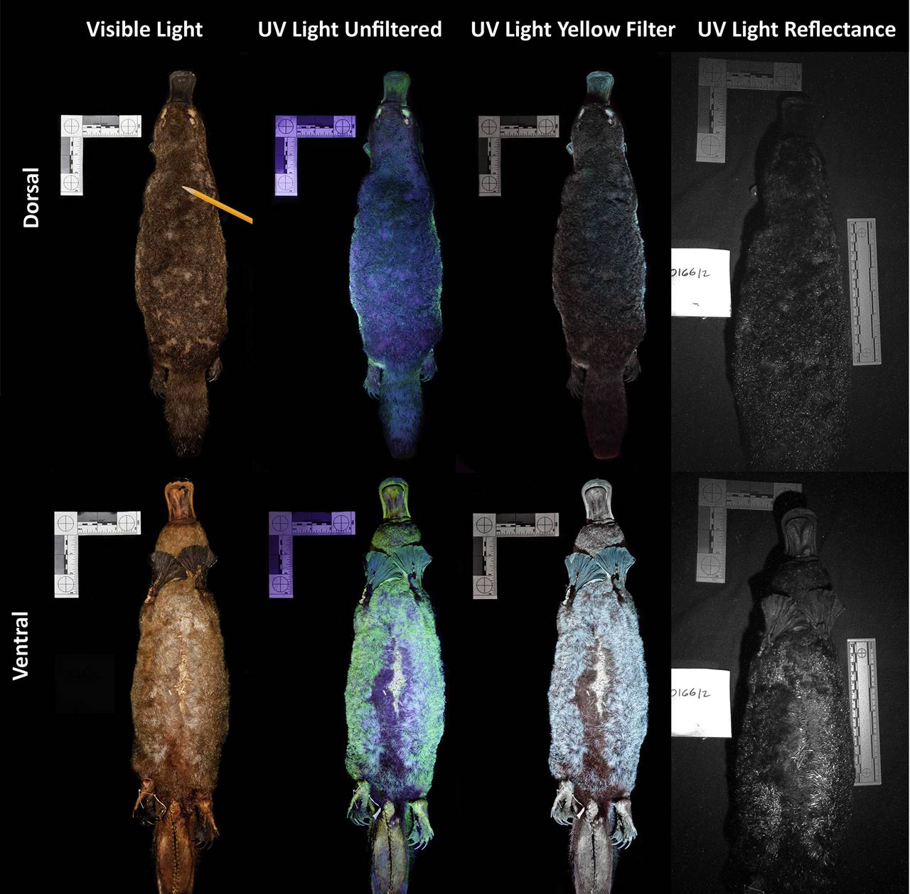 Fluorescencia en ornitorrincos