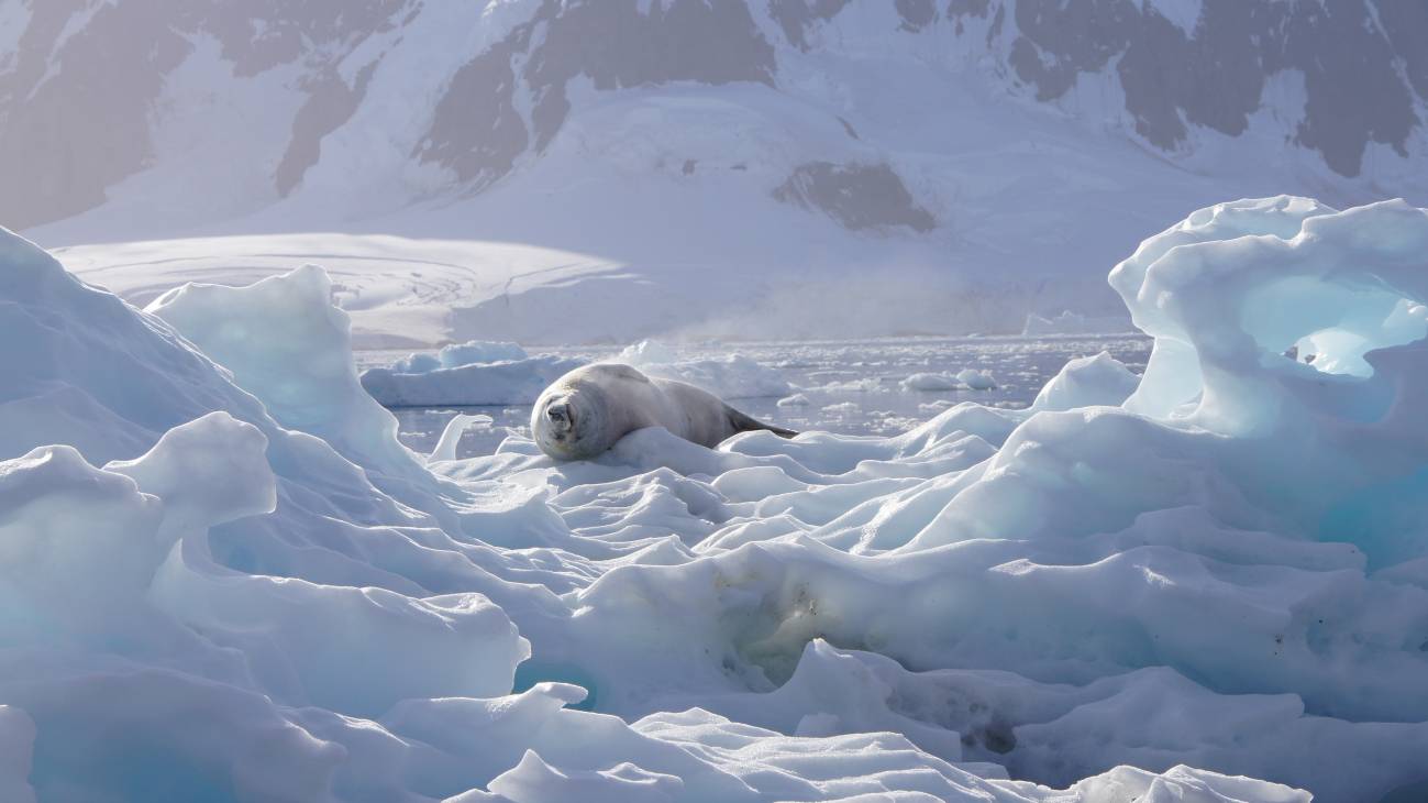 Foca cangrejera sobre el hielo cerca del mar de Weddell. / Ursula Rack