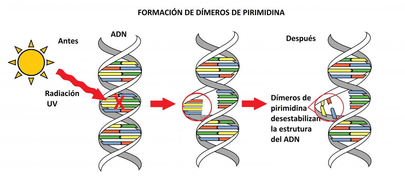Los dímeros de pirimidina son lesiones moleculares que desestabilizan la estructura del ADN