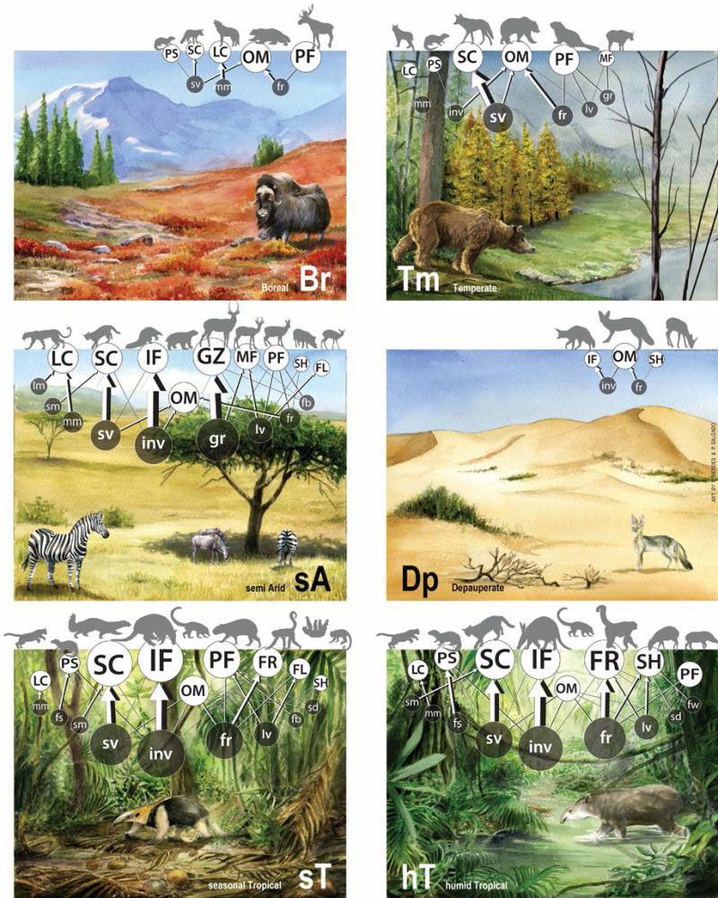 Formas básicas de organización trófica que han estructurado en el artículo. De izquierda a derecha y de arriba abajo: Boreal, templada, semiárida, depauperada tropical estacional, y tropical húmeda. / Pedro Salgado