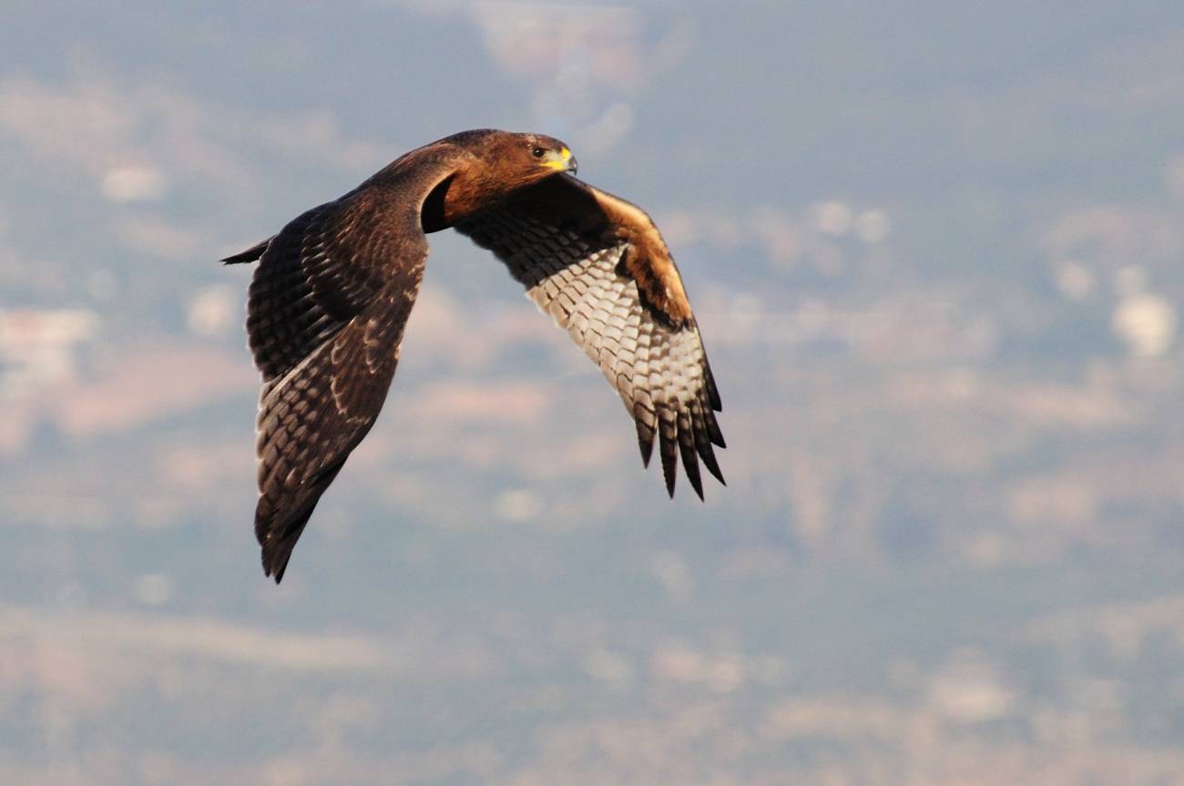 Águila perdicera. / David Carmona
