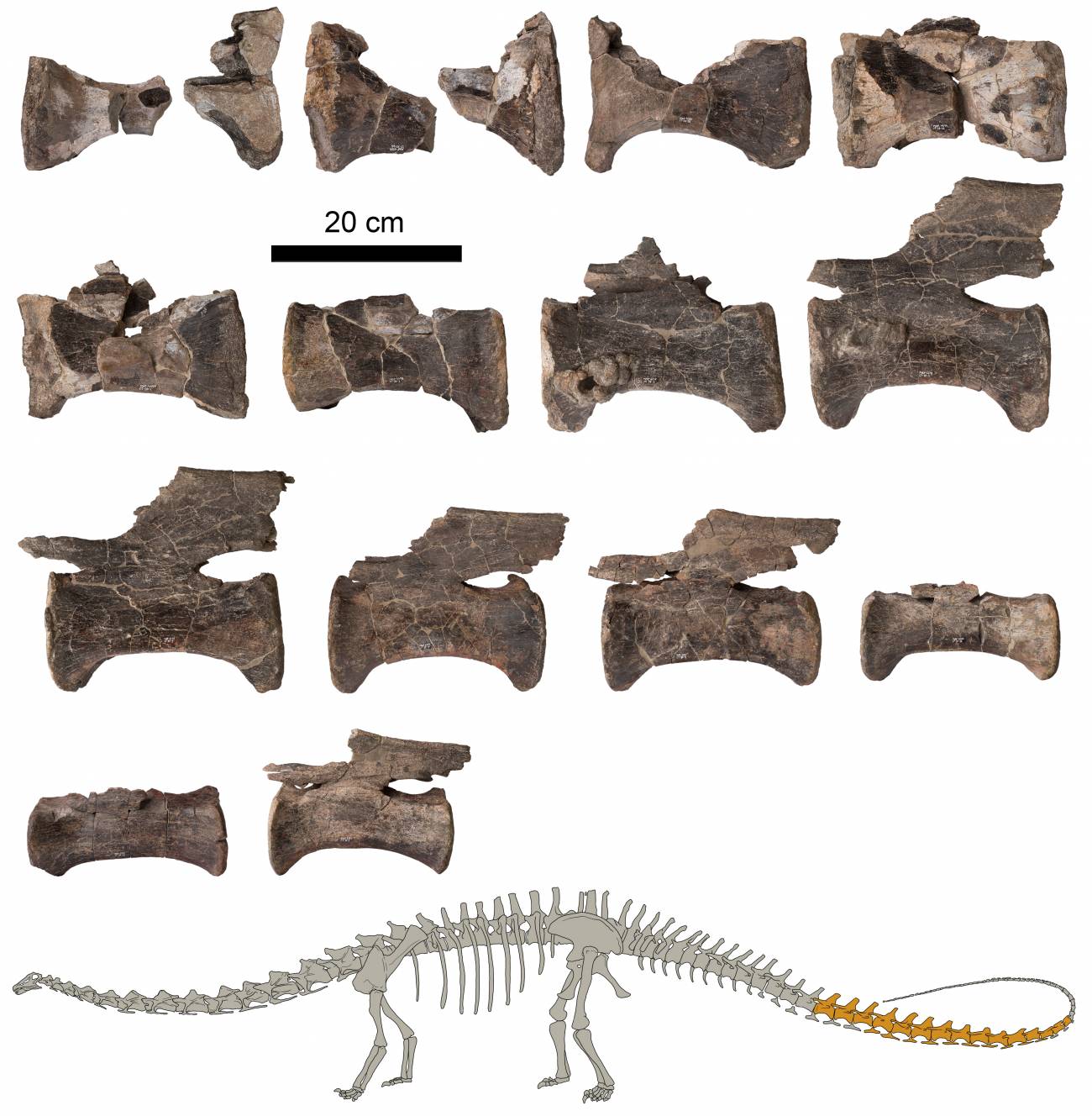 Vértebras de la cola del Diplodocus de El Castellar (Teruel, España) junto con una figura indicando en oscuro los fósiles estudiados. / Dinópolis