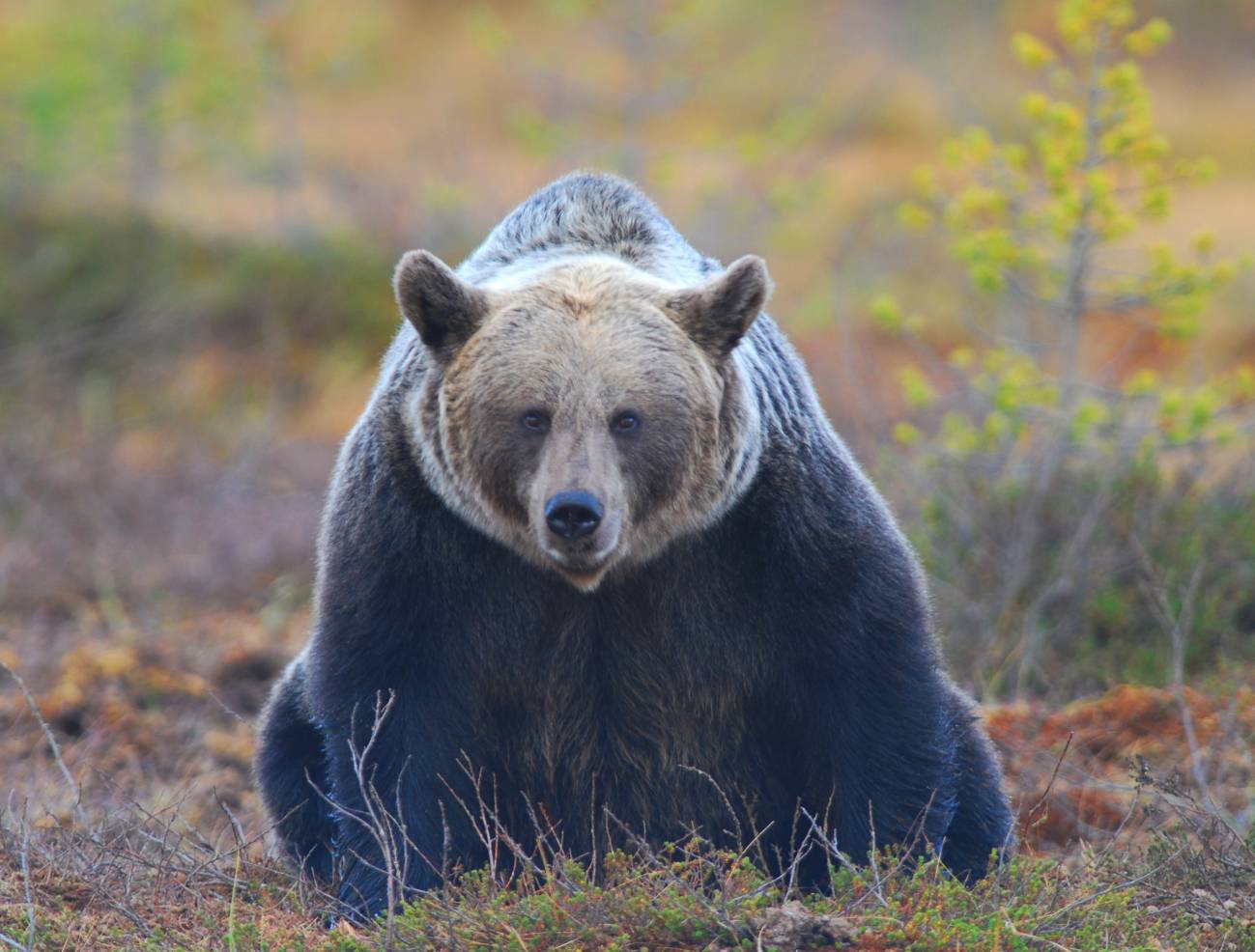 Oso pardo. / Vincenzo Penteriani