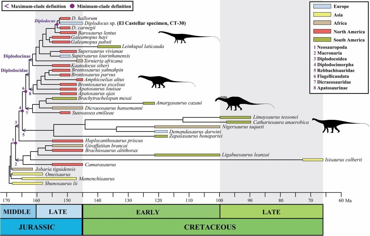 Árbol evolutivo de los saurópodos diplodócidos que muestra sus relaciones de parentesco, su cronología y su distribución geográfica, incluyendo el nuevo espécimen de Diplodocus estudiado (obtenida de Sánchez-Fenollosa et al. 2026).