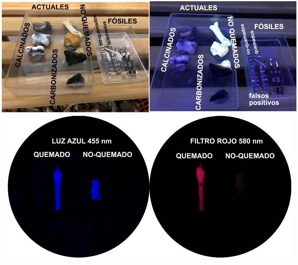 En huesos modernos se pueden iluminar con luz ultravioleta o luz negra y se distinguen los quemados de los no quemados. En huesos fósiles, la luz negra proporciona falsos positivos y hay que aplicar el protocolo que publicamos aquí, basado en propiedades de luminiscencia. / MNCN