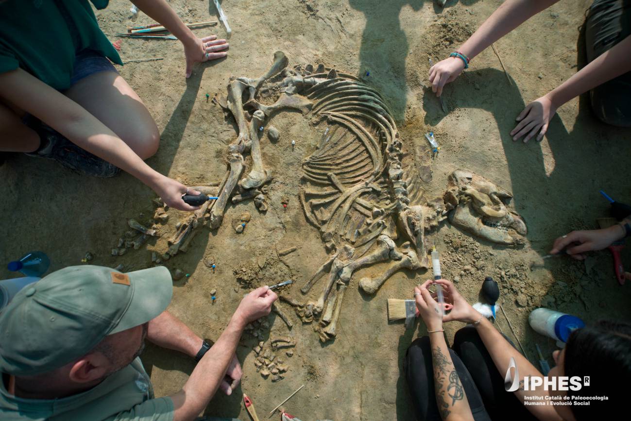 Trabajos de excavación del esqueleto de Tapirus arvernensis recuperado en el yacimiento de Camp dels Ninots de Caldes de Malavella (Girona) durante este mes de mayo. / Gerard Campeny / IPHES-CERCA.