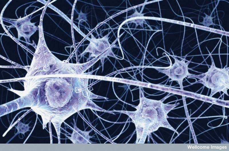 Los problemas cognitivos se deben a defectos en la mielina del sistema nervioso. Imagen: wellcome images  
