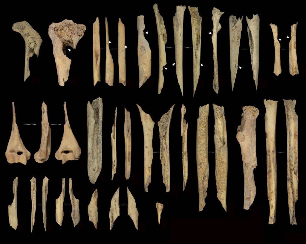 Fragmentos de huesos de las extremidades canibalizados de El Mirador. / IPHES-CERCA