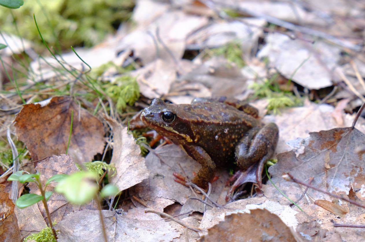 Frog