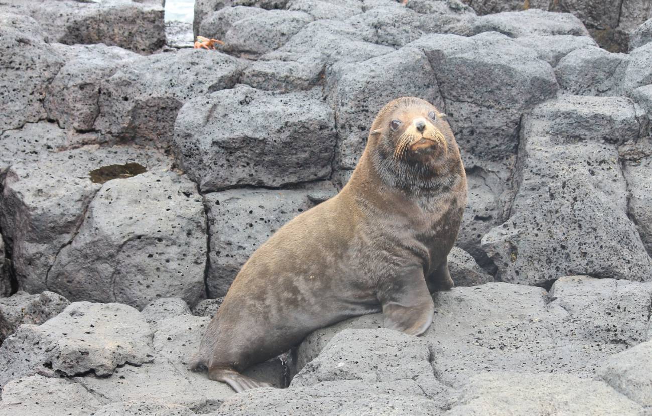 Lobo marino de las islas Galápagos