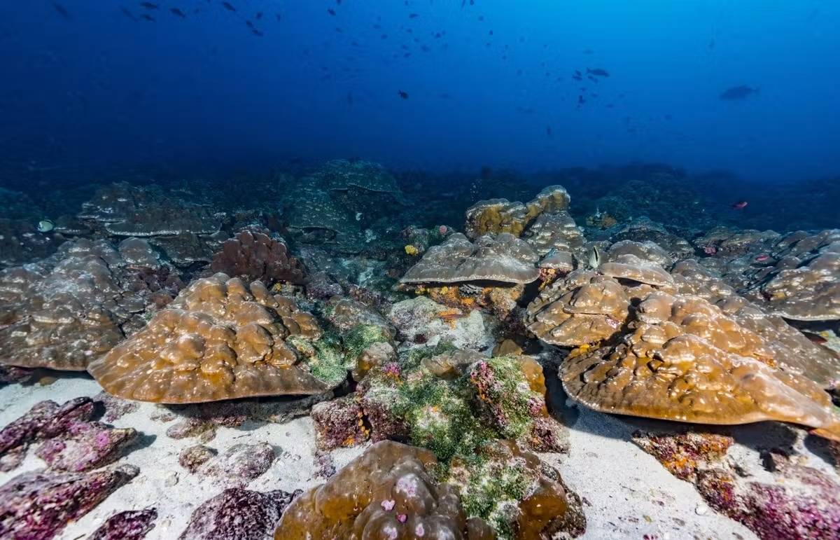 Los corales antiguos como estos, situados en la bahía de Urvina, al oeste de las Galápagos, conservan un historial de la temperatura del océano que se remonta a milenios. / Julia Cole, Universidad de Míchigan