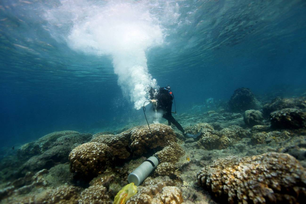 Cole utiliza el coral para estudiar las tendencias climáticas. / Julia Cole, Universidad de Míchigan