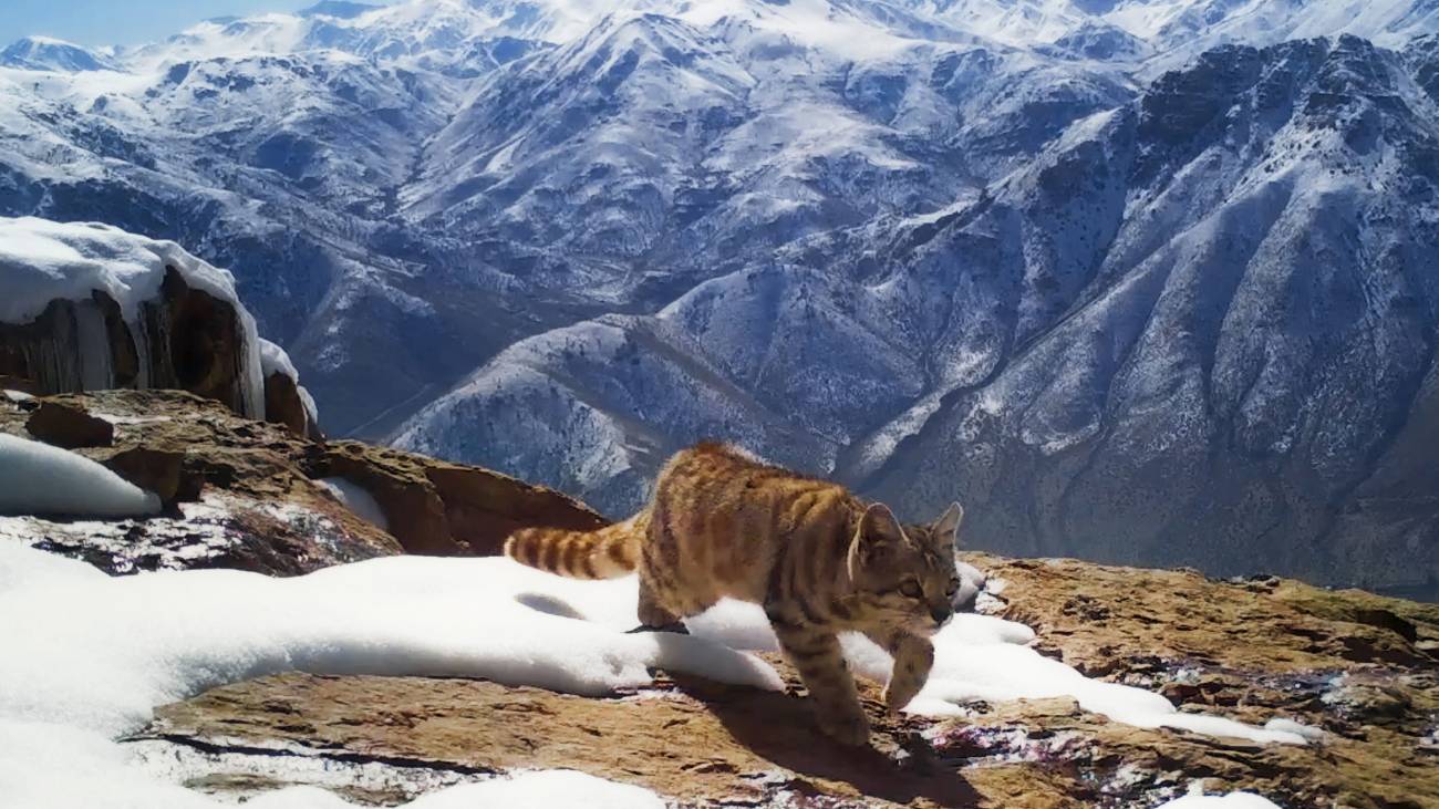 Gato andino. / Alianza Gato Andino