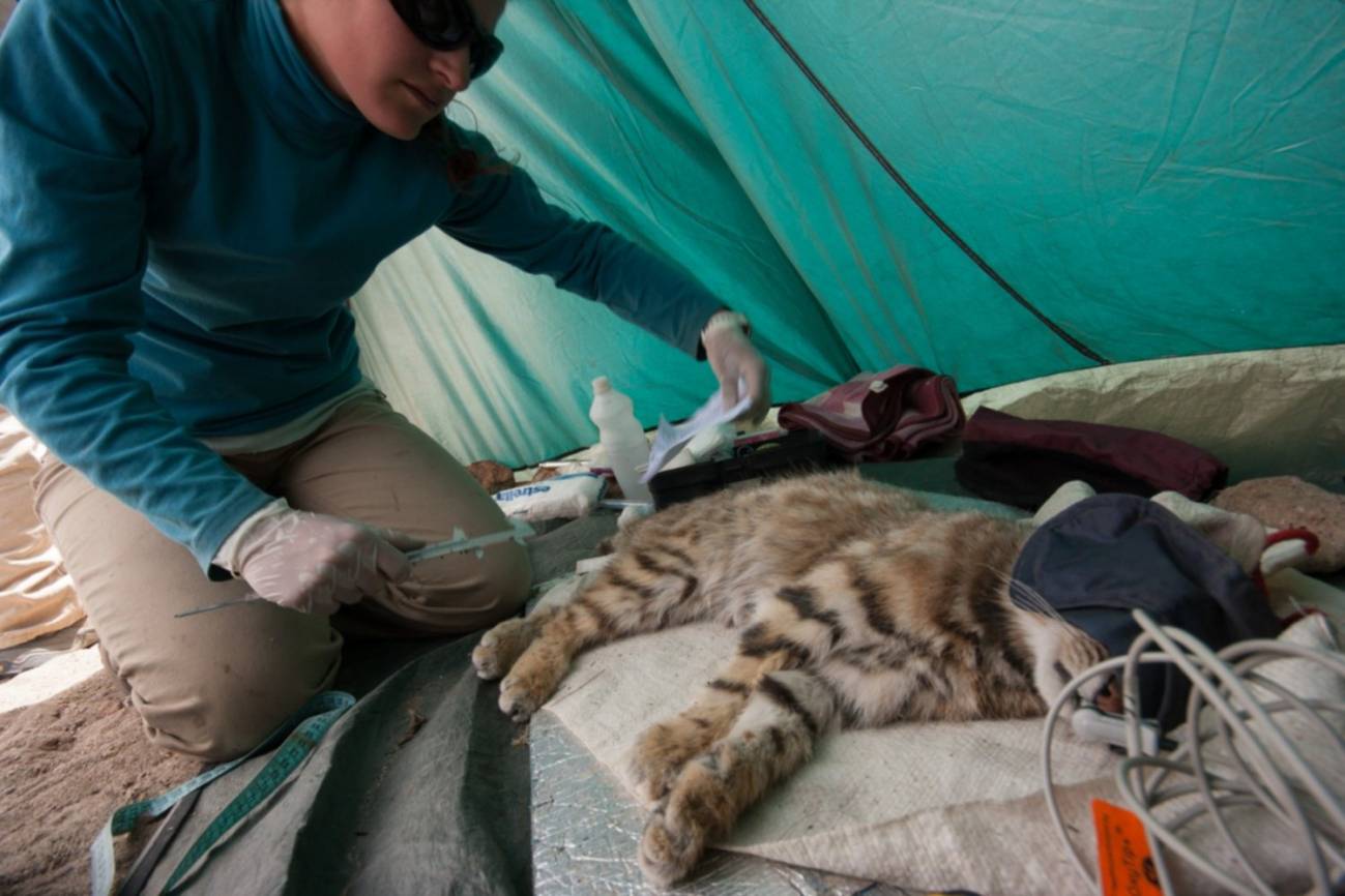 Control del seguimiento del gato andino. / Alianza Gato Andino