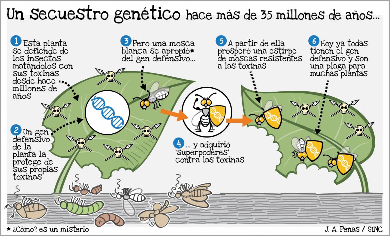 transferencia genes planta mosca