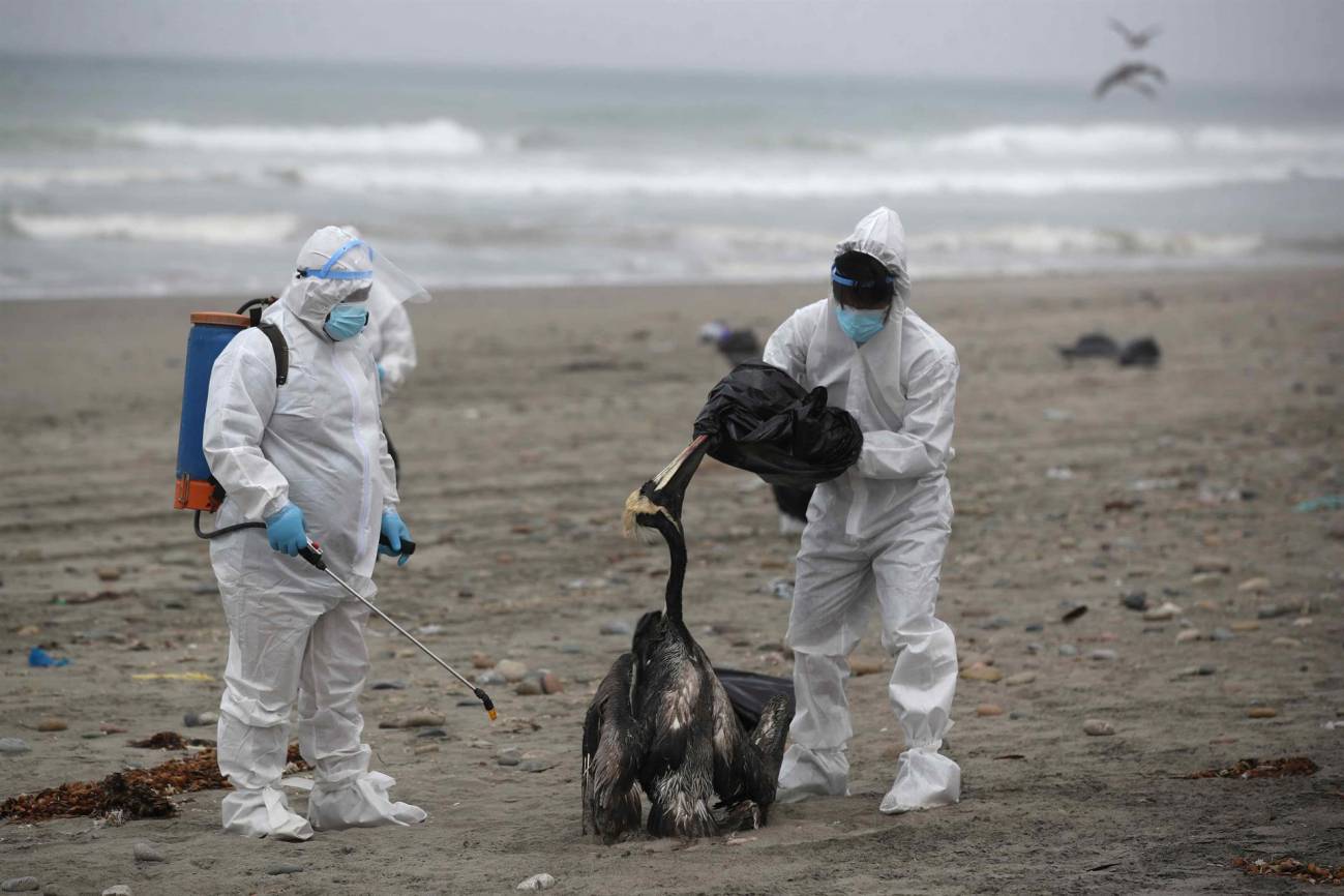 Personal del Servicio Nacional de Sanidad Agraria de Perú recoge pelícanos muertos, posiblemente infectados con gripe aviar H5N1, en la playa San Pedro al sur de Lima (Perú). / EFE/ Paolo Aguilar