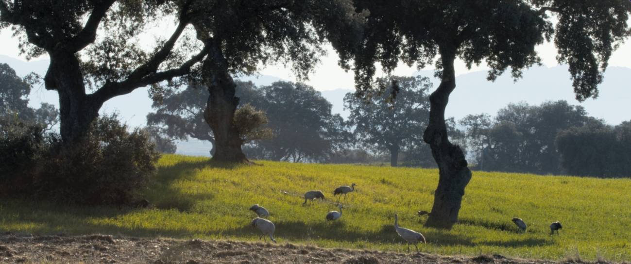 Grullas en una dehesa