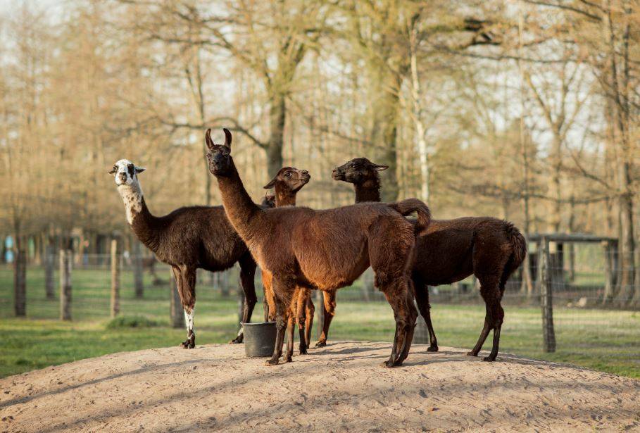 Grupo de llamas
