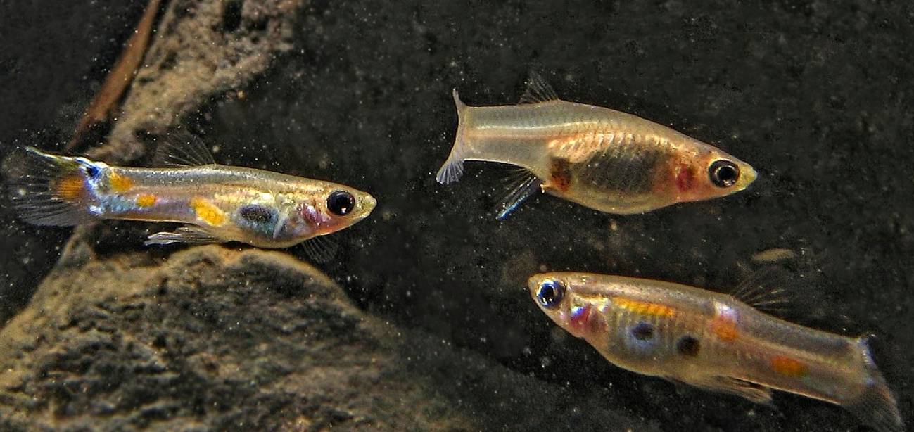 Una hembra es cortejada por dos machos de guppy
