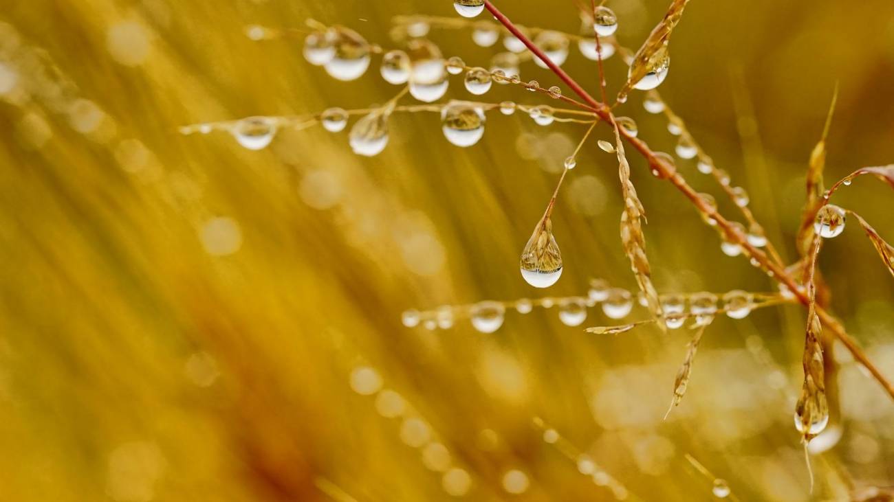 plantas con agua