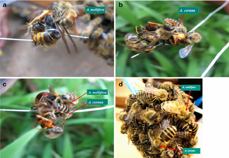 Formación de una bola de calor alrededor de una avispa 'Vespa velutina' por una colonia mixta de 'Apis cerana' y 'Apis mellifera'. / Ming-Xian Yang (Apidologie)