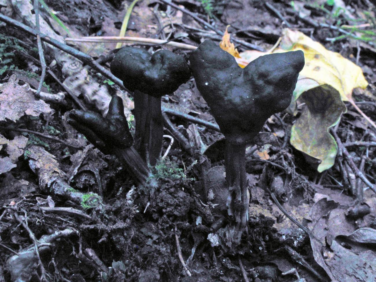 Helvella terricola. / Luis Ballester