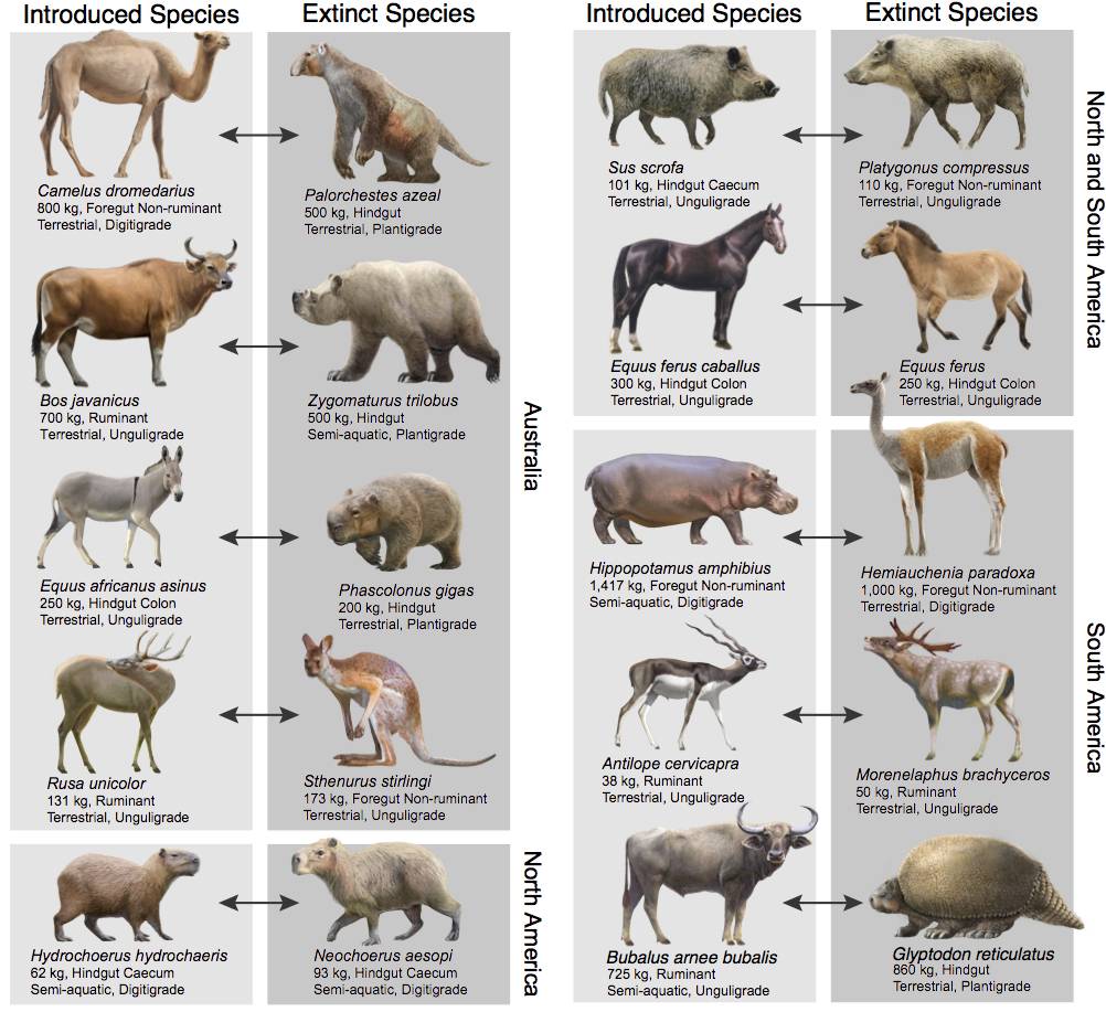 Comparación de herbívoros actuales y extintos