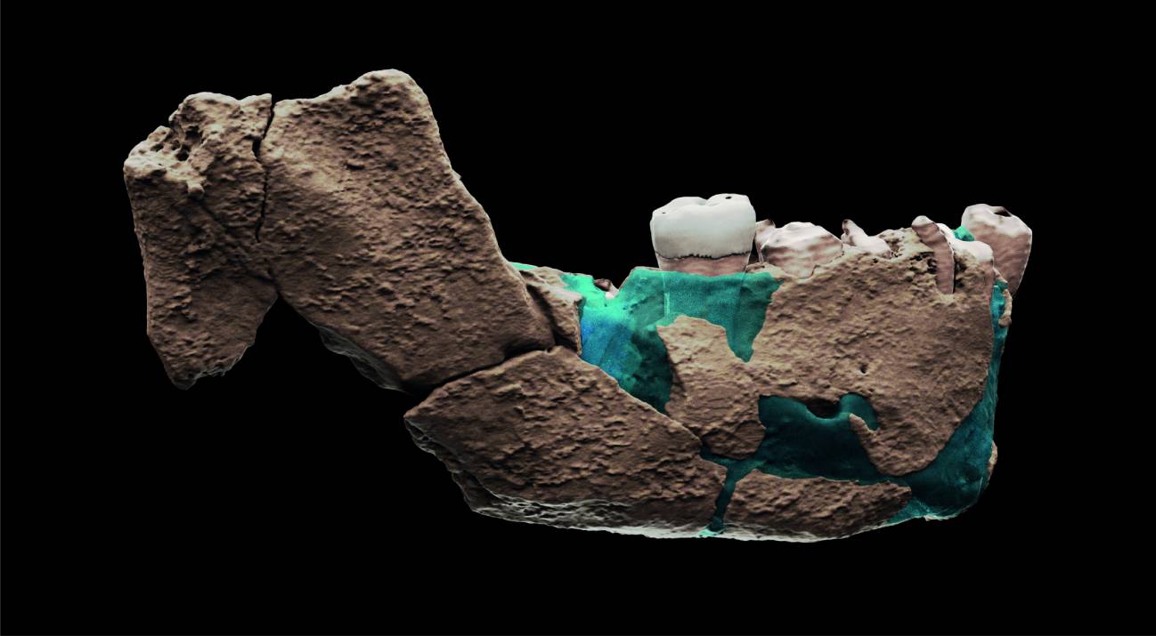 Reconstrucción virtual de la mandíbula de Nesher Ramla. / Ariel Pokhojaev