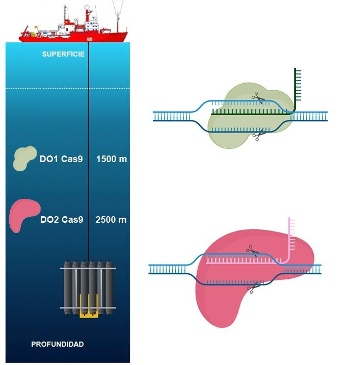 Representación del método de recogida de muestras de aguas profundas, desde el buque oceanográfico Hespérides, en las que se encontraron las dos nuevas herramientas.  / Julián Cerón Madrigal