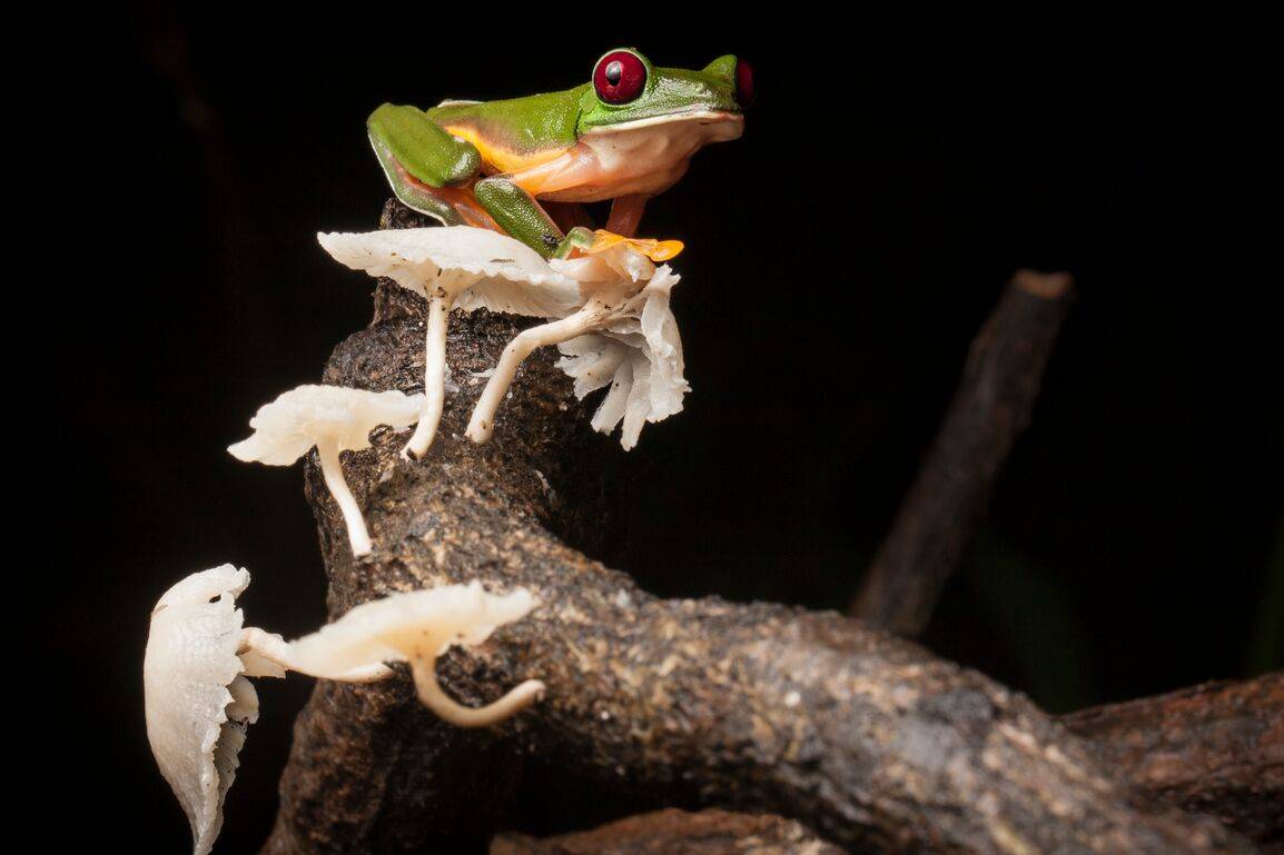 Una rana arborícola planeadora ('Agalychnis spurrelli') posada en una rama con setas en la Península de Osa de Costa Rica. / Robin Moore, Re:wild