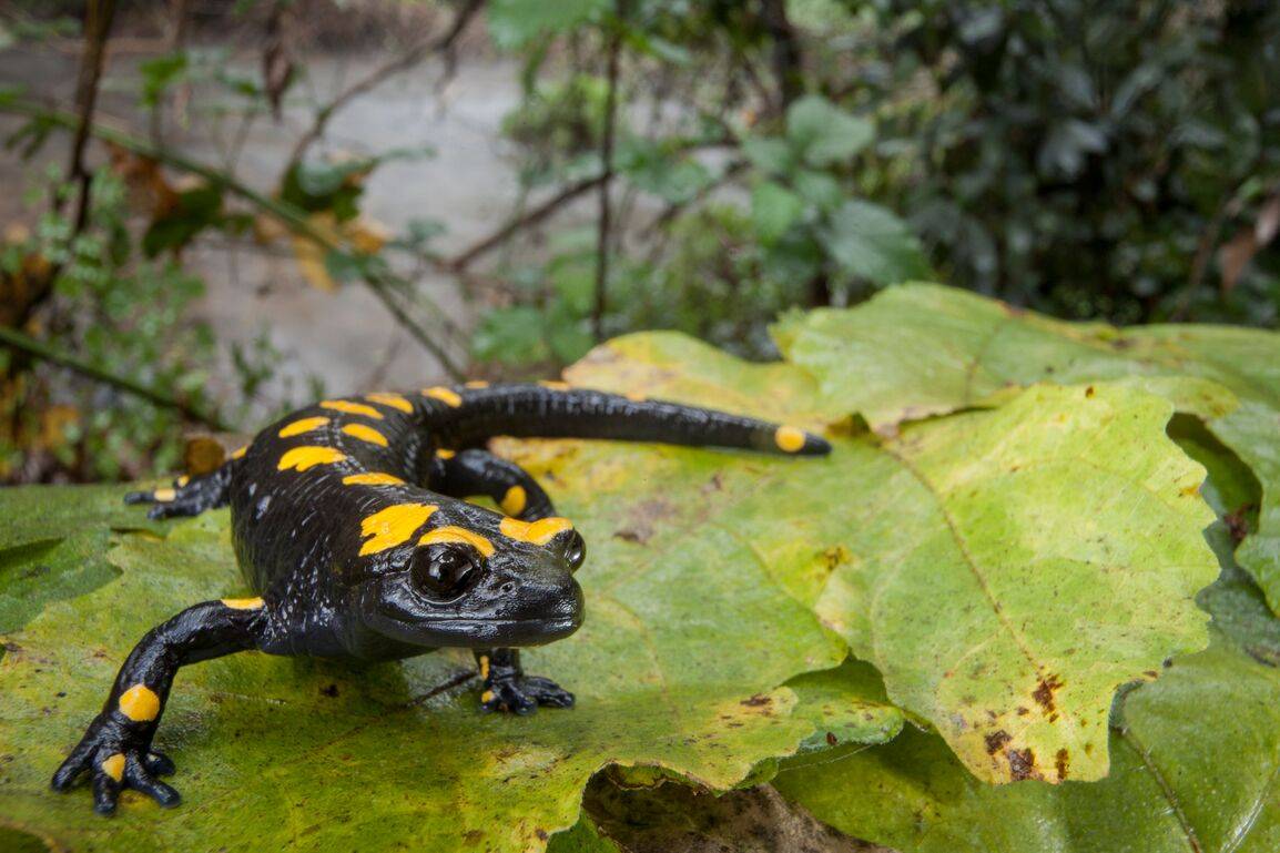 La salamandra de fuego de Oriente Próximo ('Salamandra infraimmaculata') es una especie de Preocupación Menor fotografiada en Israel. / © Robin Moore / Re:wild