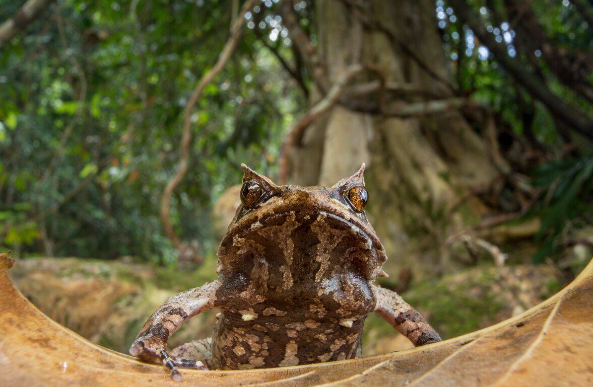 La rana 'Megophrys ligayae' es una especie casi amenazada de Palawan, Filipinas. / © Robin Moore/Re:wild