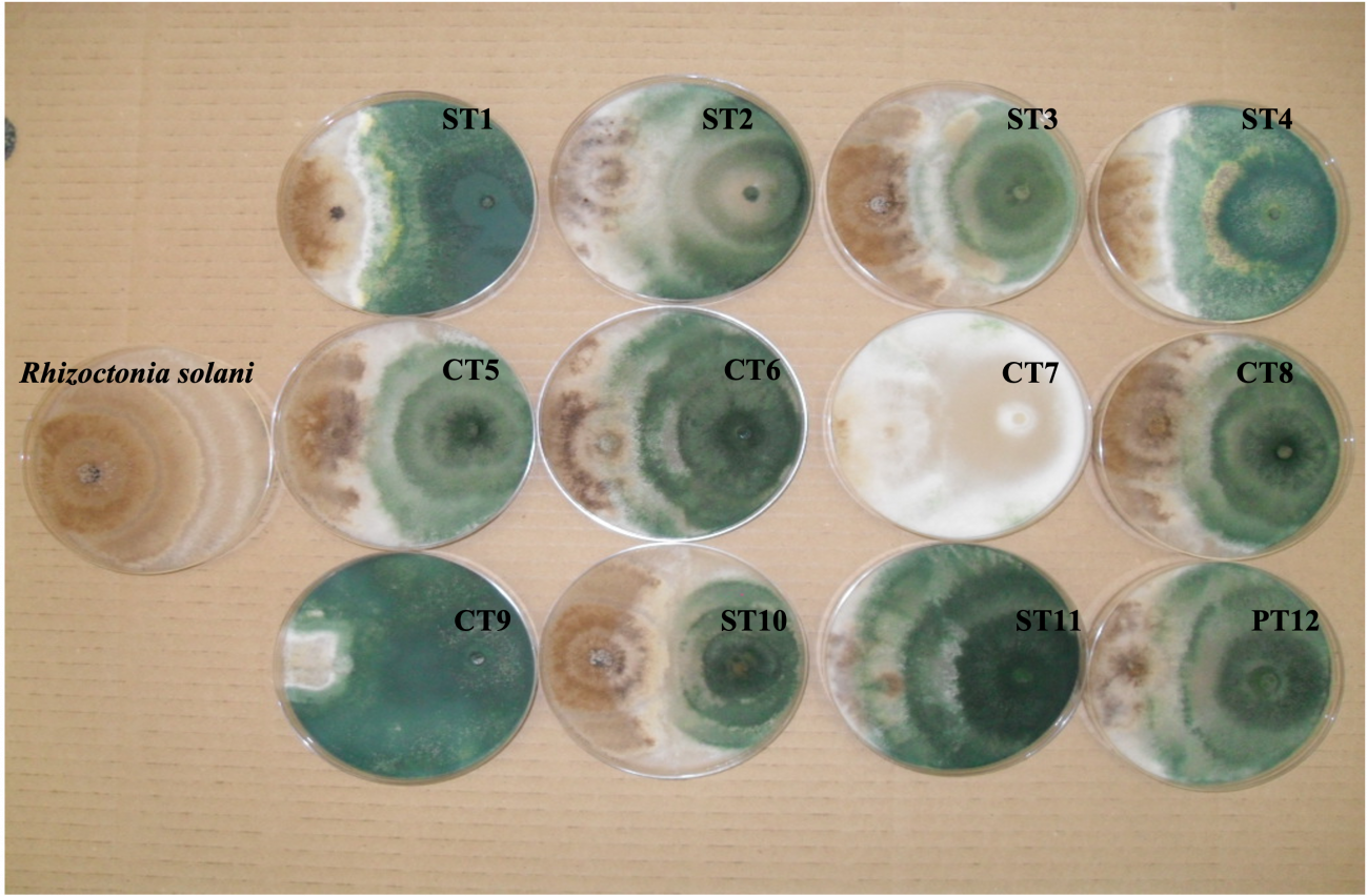 Antagonismo de 12 cepas del hongo Trichoderma harzianum contra el fitopatógeno Rhizoctonia solani. / Rosa Hermosa