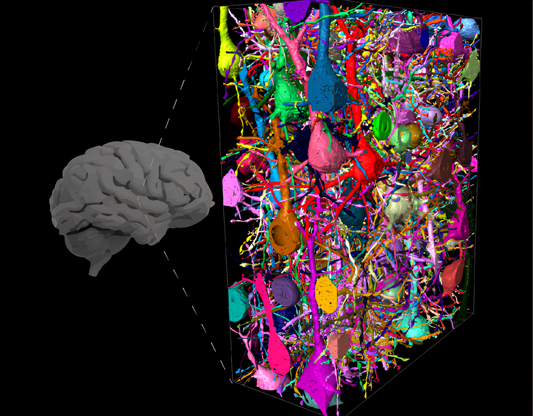 Visualización de redes neuronales del cerebro humano. / Helmstaedter lab, MPI for Brain Research