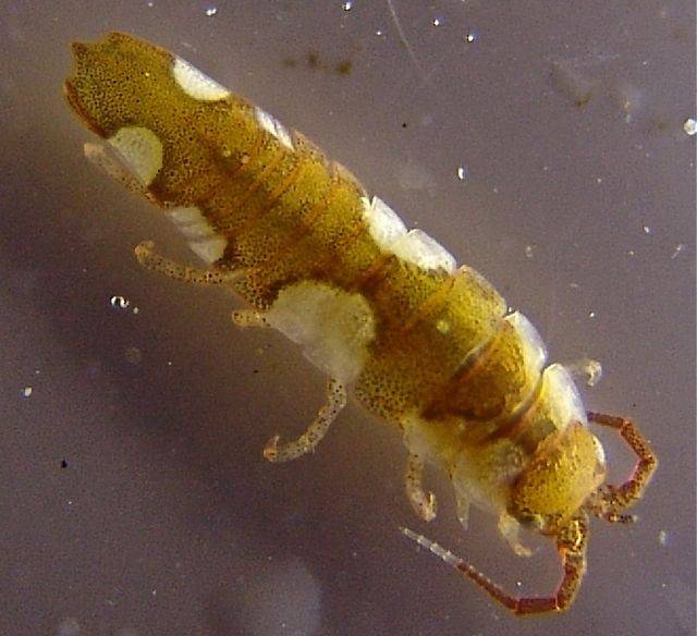 'Idotea balthica' / Wikipedia