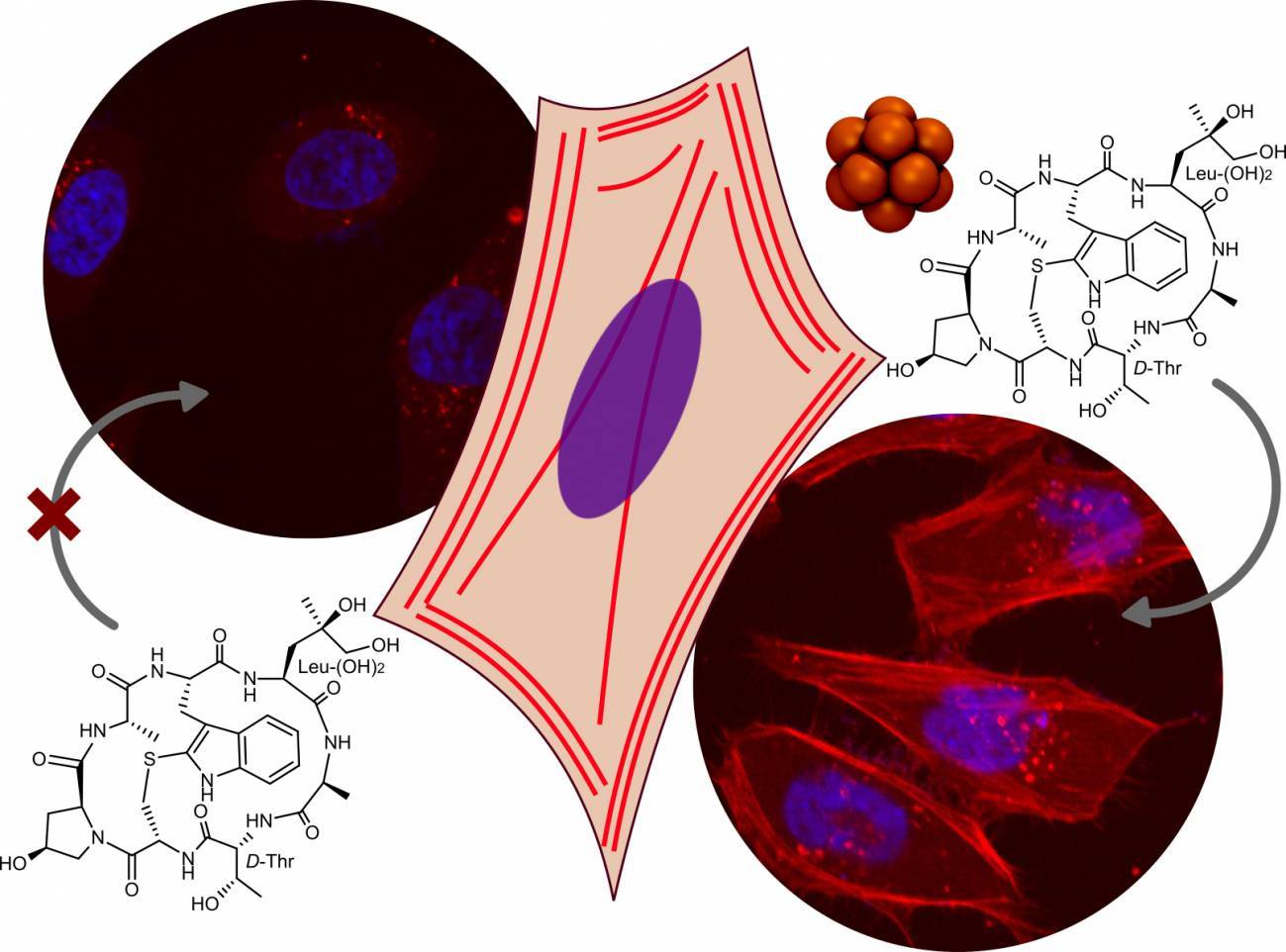 Los investigadores del CiQUS han llevado diferentes cargas hidrofílicos al interior de las células, incluyendo la faloidina, una molécula empleada habitualmente como marcador bioquímico del citoesqueleto. / Montenegro Lab.