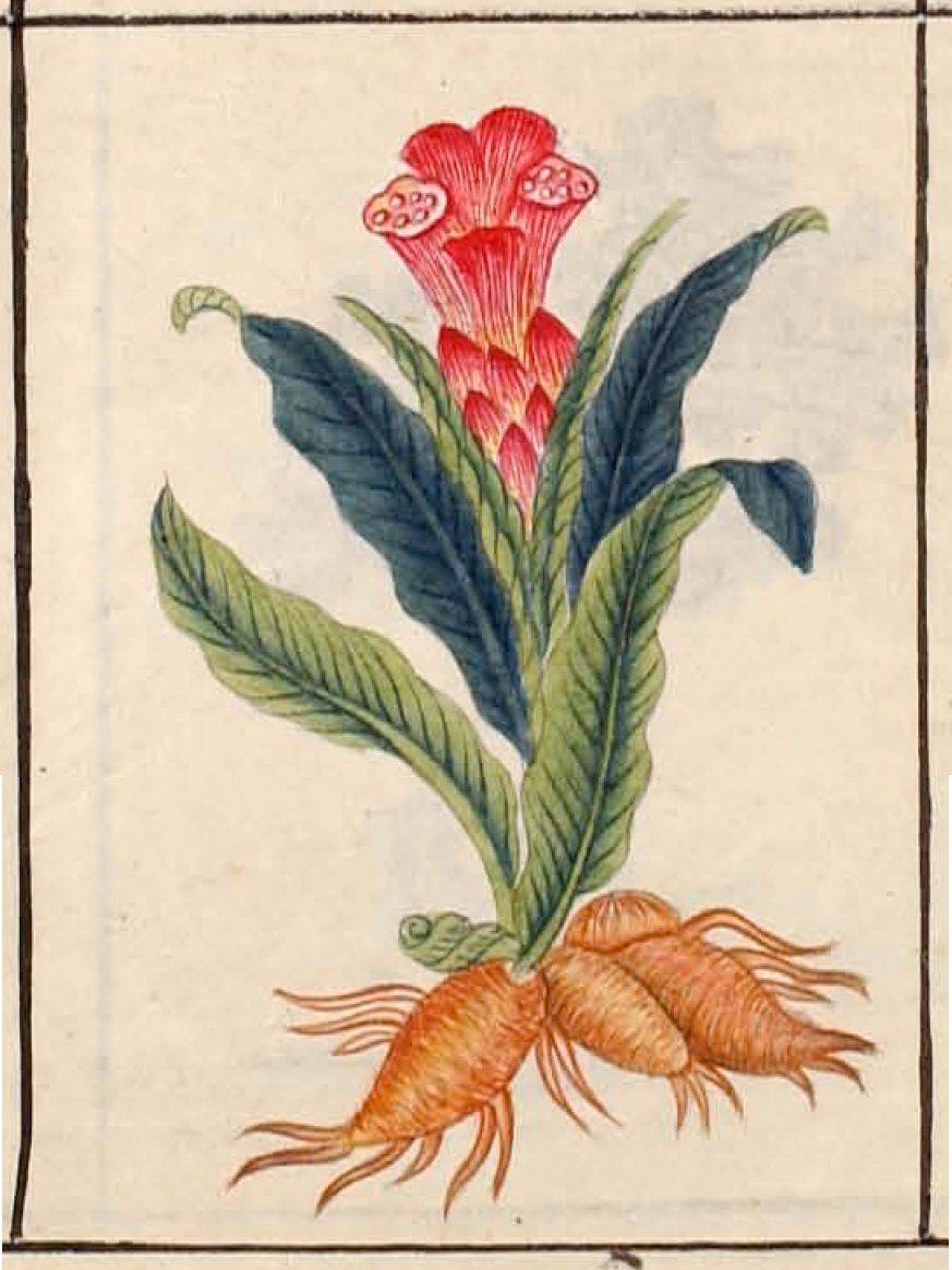 Ilustración de un tubérculo en el Compendio de Materia Médica